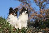 EPAGNEUL NAIN CONTINENTAL PAPILLON ET PHALENE
